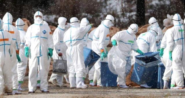 Hollanda'da Ördek Çiftliğinde Kuş Gribi Tespit Edildi, 29 Bin Ördek İtlaf Edilecek