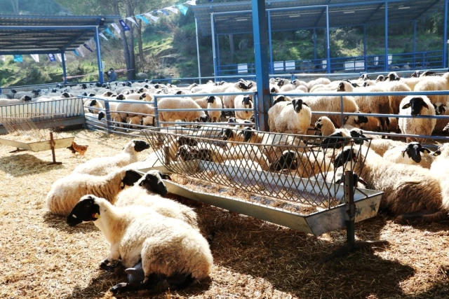 Ege Et Kuzu Alımına Başladı Haberler Ekonomi