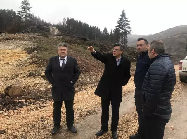 Sofular Yaylası'na 20 Bin Sarı Çam Fidanı Dikilecek