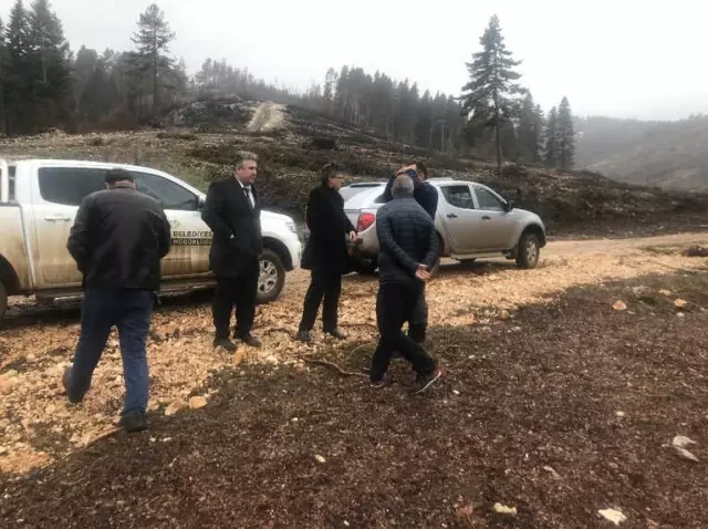 Sofular Yaylası'na 20 Bin Sarı Çam Fidanı Dikilecek