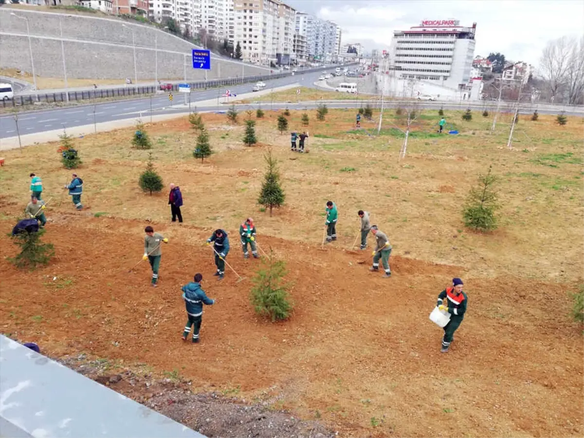 Trabzon'da Ağaçlandırma Çalışmaları