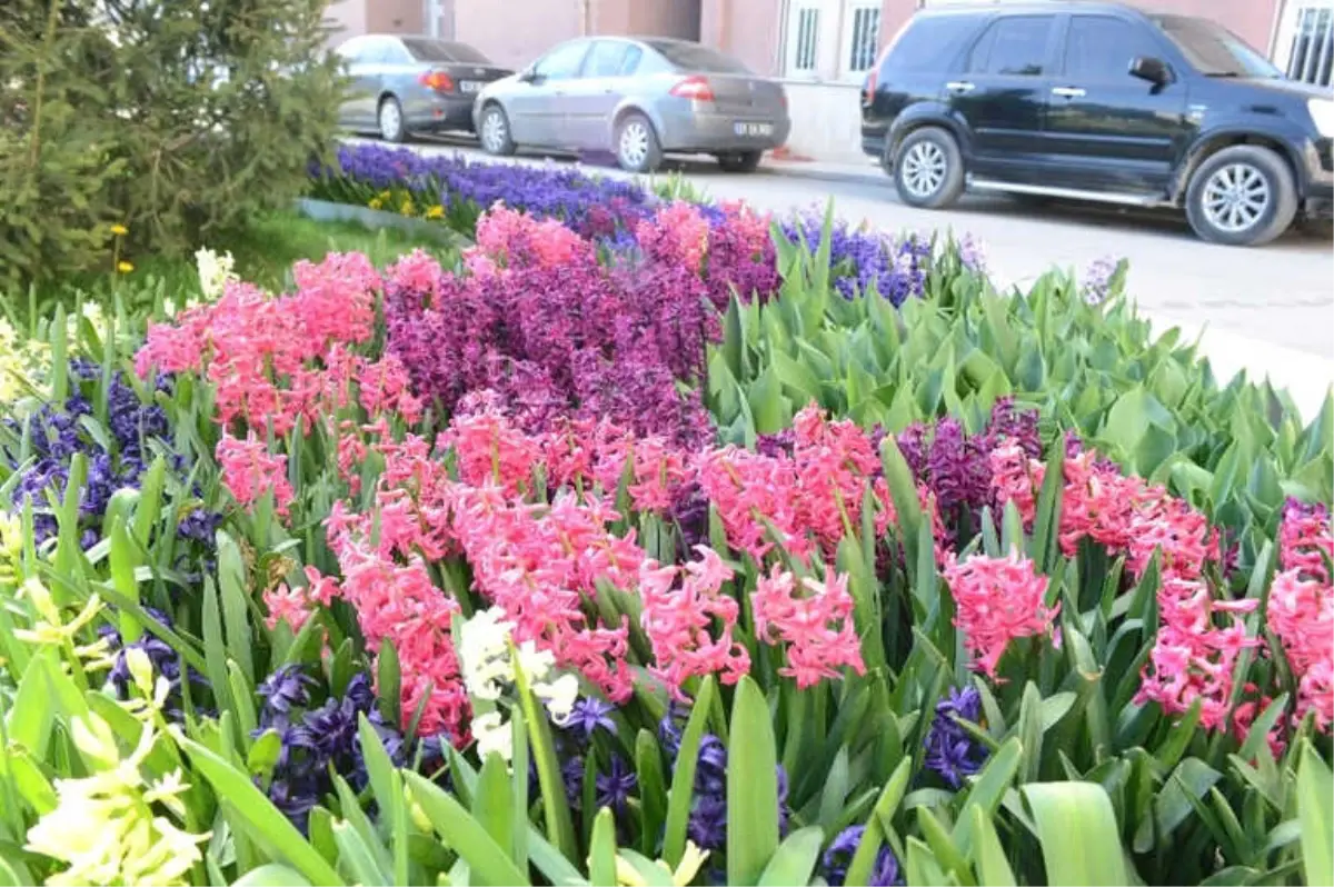 Çorum'a Rengarenk Çiçeklerle Bezendi