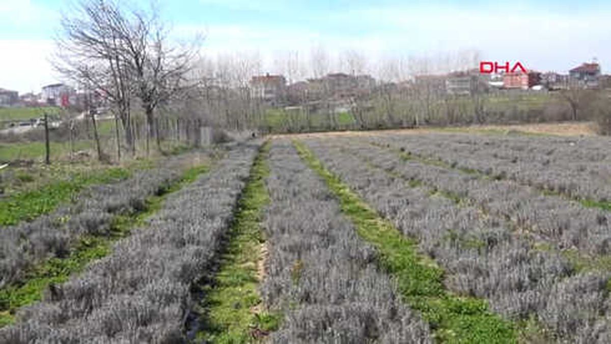 Tekirdağ-Bulgaristan'dan Gelip, Türkiye'de Lavanta Tarlası Kurdu