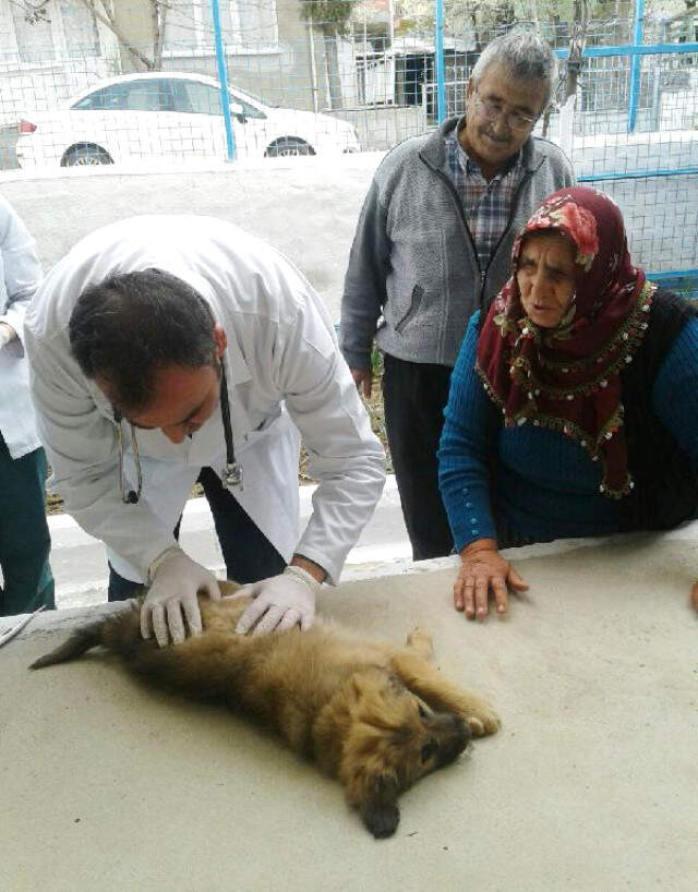 Sosyal Medyada Fenomen Olmuştu! Hatice Teyze'nin Küçük Köpeği ve Keçisi Sağlık Taramasından Geçti