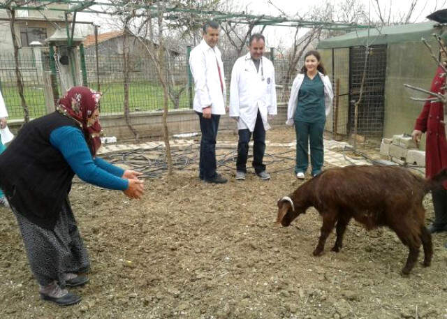 Sosyal Medyada Fenomen Olmuştu! Hatice Teyze'nin Küçük Köpeği ve Keçisi Sağlık Taramasından Geçti