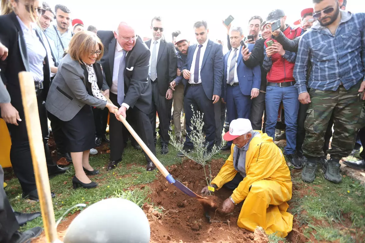 Türkiye'nin İlk Zeytin Ormanı Kuruldu