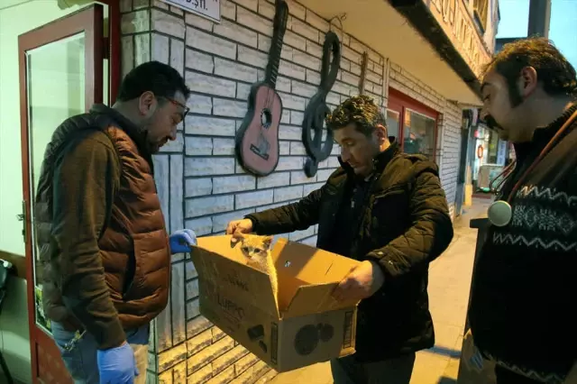 Yaralı Bulunan Sokak Kedisi Tedavi Altına Alındı