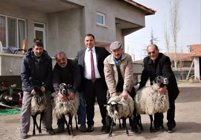 Boğazkale'de 4 Aileye Romanov Koyunu Dağıtıldı