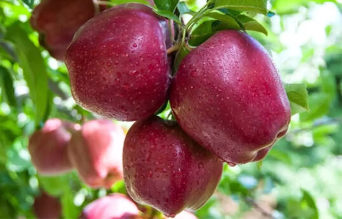 Karaman'da Elma Üretimi İhracat Odaklı Büyüyor