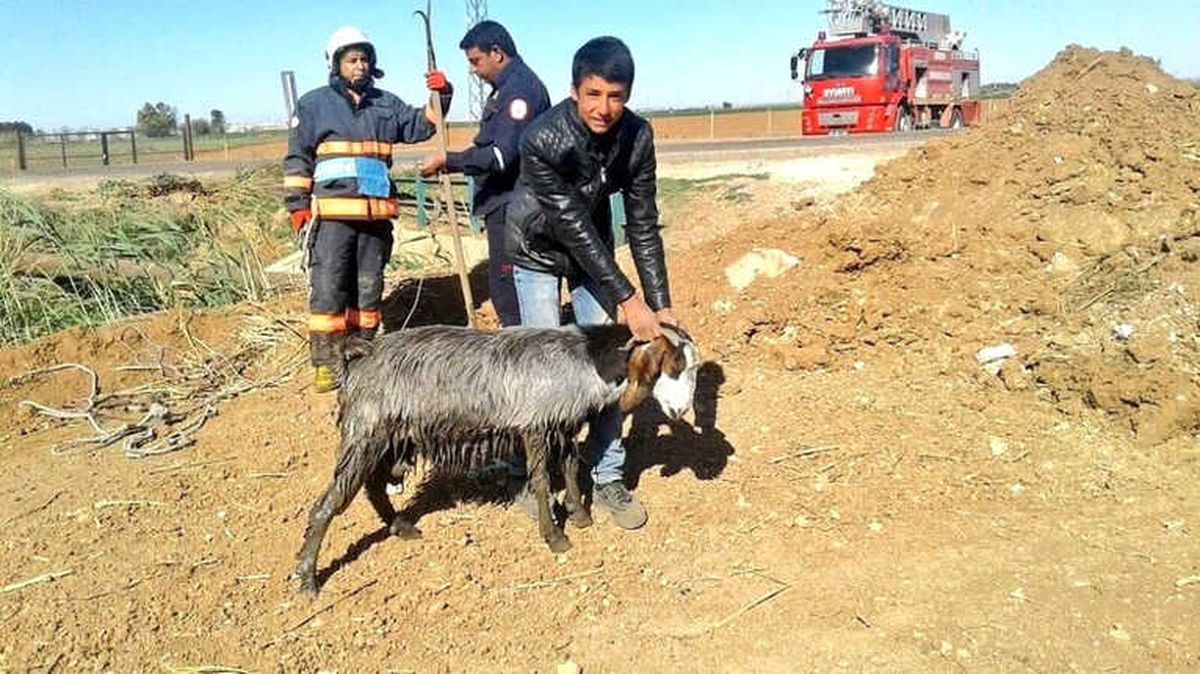 Çamura Saplanan Keçi İtfaiye Tarafından Kurtarıldı