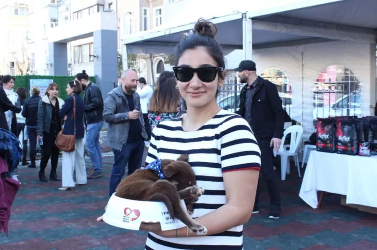 Cihangir'de Sokak Hayvanları Yeni Sahiplerine Kavuştu