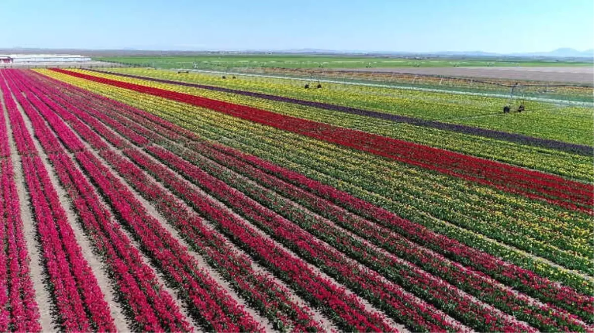 Konya Ovası Milyonlarca Lale ile Rengarenk