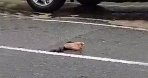 Yol Ortasında Duran Kesik Ayak Polisleri Bile Şaşkına Çevirdi