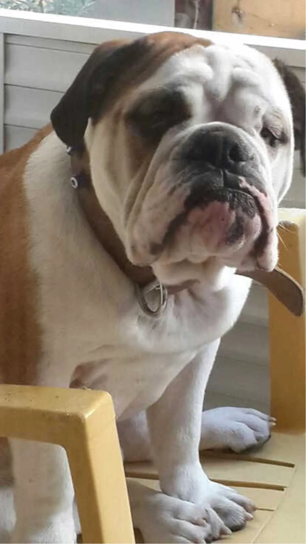 İzmir'de Polisin Öldürdüğü Köpek İçin Hukuk Mücadelesi Başlatıldı