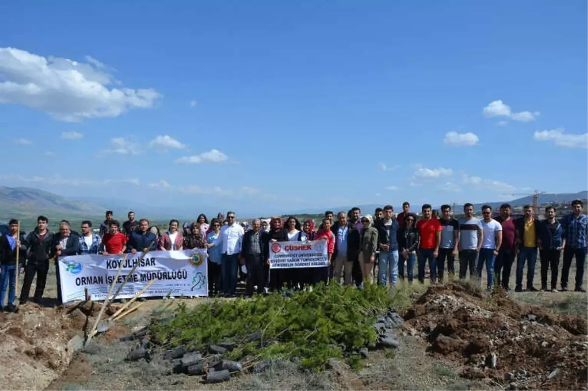 Suşehri'nde Üniversite Öğrencileri Fidan Dikti