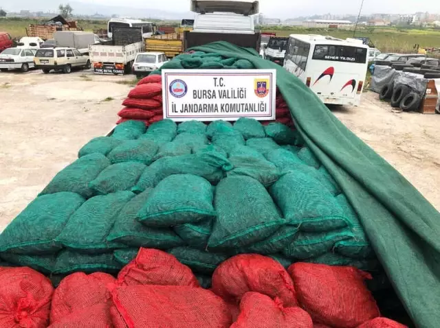 Bursa'da 30 Ton Kaçak Midye Ele Geçirildi
