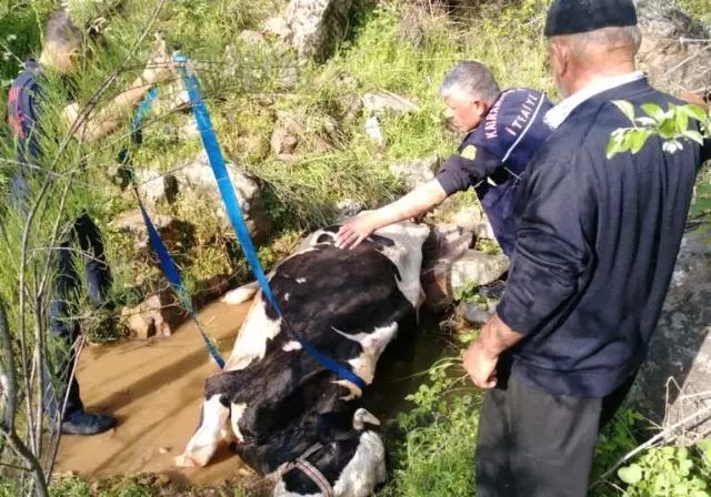 Dereye Düşen İnek 3 Saatlik Operasyonla Kurtarıldı