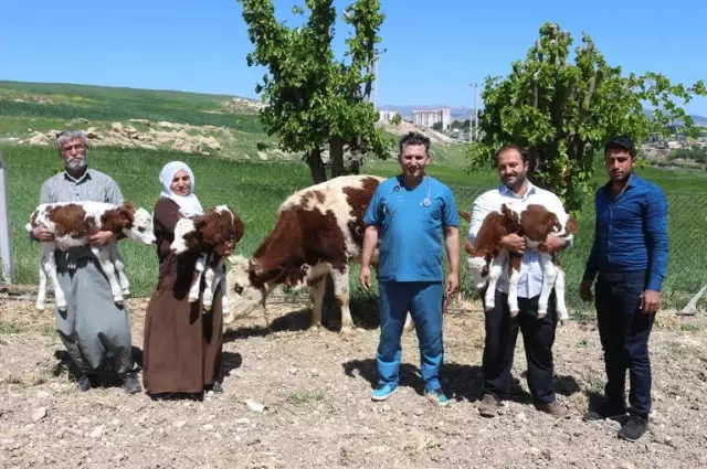 Suni Tohumlamayla Üçüz Doğuran İnek Sahiplerini Sevindirdi