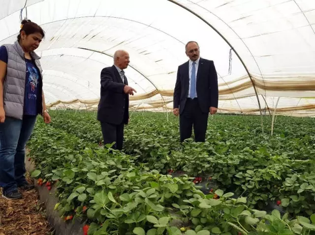 Sultanhisar Çileği'ne Coğrafi İşaret Başvurusu