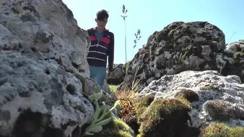Baharla Gelen Lezzet: 'Kenger' Baharla Gelen Lezzet: 'Kenger'