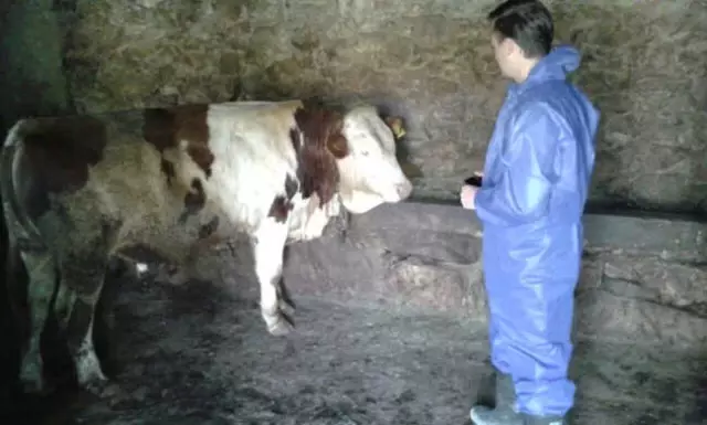 Bitlis'te Şap Aşısı Çalışması
