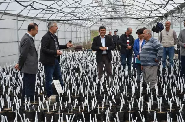 Mersin'de 16 Milyon 750 Bin Fidan Üretildi