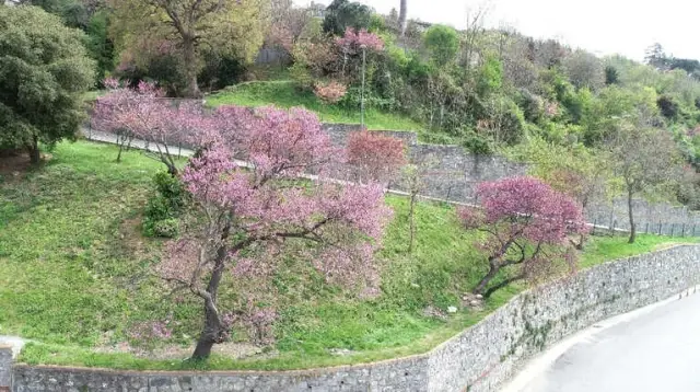 İstanbul'da Baharın Müjdecisi Erguvanlar Havadan Görüntülendi