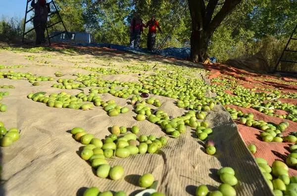 Zeytinyağından Sonra Sofralık Zeytin İhracatı Artışa Geçti