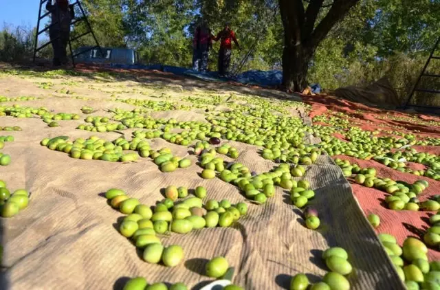 Zeytinyağından Sonra Sofralık Zeytin İhracatı da Artışa Geçti
