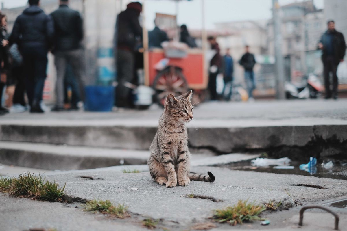 İstanbul'un Efsanevi Kedilerinin Artık Bir Dükkanı Var