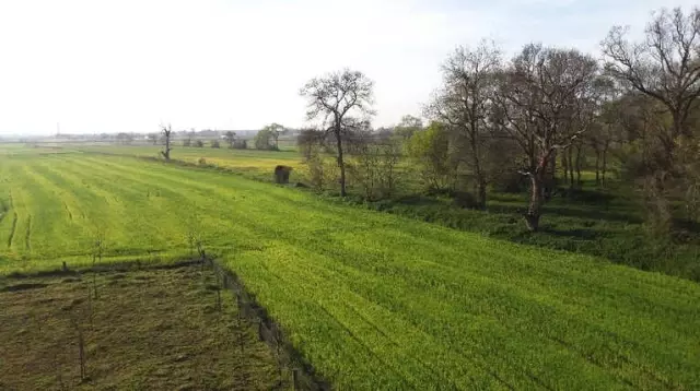 Buğdayda Sarı Pas Hastalığına Dikkat Haber