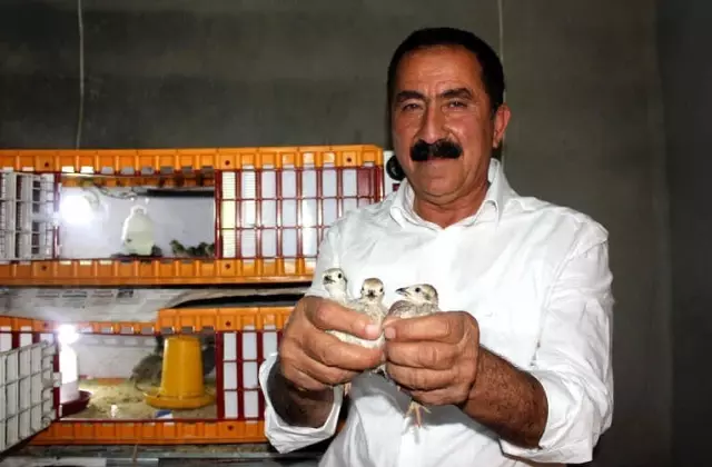 Doğa Dostu Muhtar Kuluçka Makinesinde Keklik Yetiştiriyor Doğa Dostu Muhtar Kuluçka Makinesinde Keklik Yetiştiriyor
