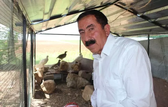 Doğa Dostu Muhtar Kuluçka Makinesinde Keklik Yetiştiriyor Doğa Dostu Muhtar Kuluçka Makinesinde Keklik Yetiştiriyor