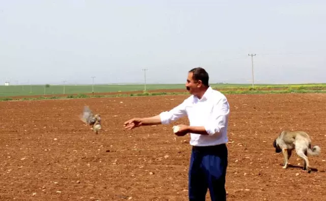 Doğa Dostu Muhtar Kuluçka Makinesinde Keklik Yetiştiriyor Doğa Dostu Muhtar Kuluçka Makinesinde Keklik Yetiştiriyor