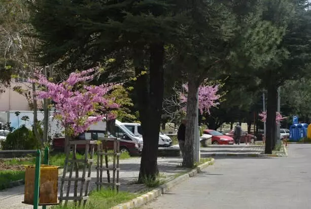 Mor Salkımlı Erguvanlar Gediz'i Süsledi Mor Salkımlı Erguvanlar Gediz'i Süsledi