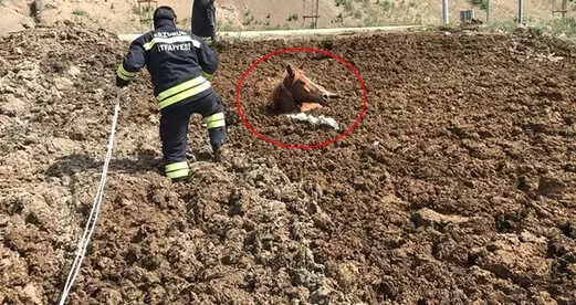 Az Kalsın Ölüyordu! Hayvan Gübresine Batan Atı, İtfaiye Kurtardı