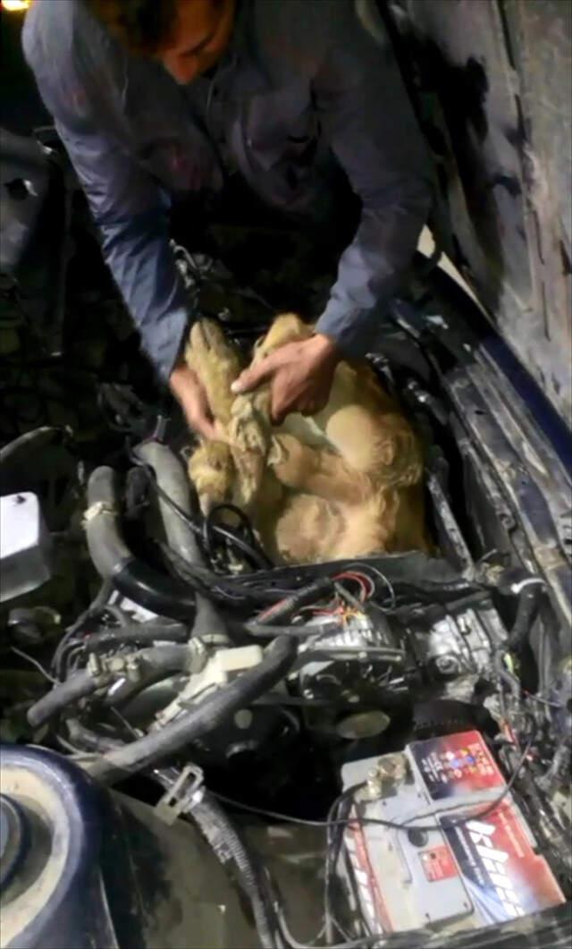 Canlı Danaları Otomobilin Motorundaki Özel Bölme İçinde Yurda Sokmaya Çalıştı