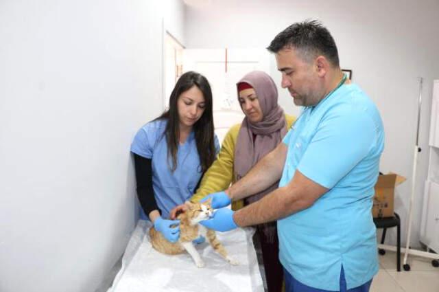 Yaşaması Mucize! Zonguldak'ta Kimliği Belirsiz Kişiler Kediye Tecavüz Etti
