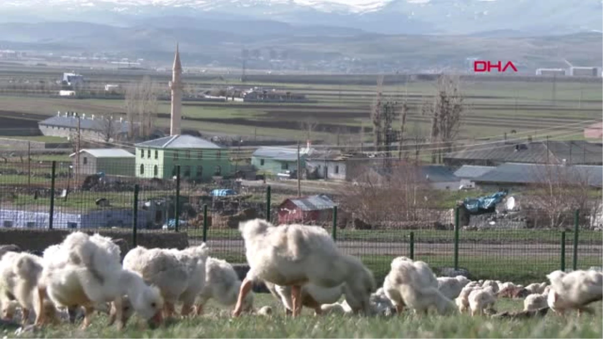 KarsDoğu Ekspresi Seferleri, Kaz Eti Satışını ArtırdıHd Haberler