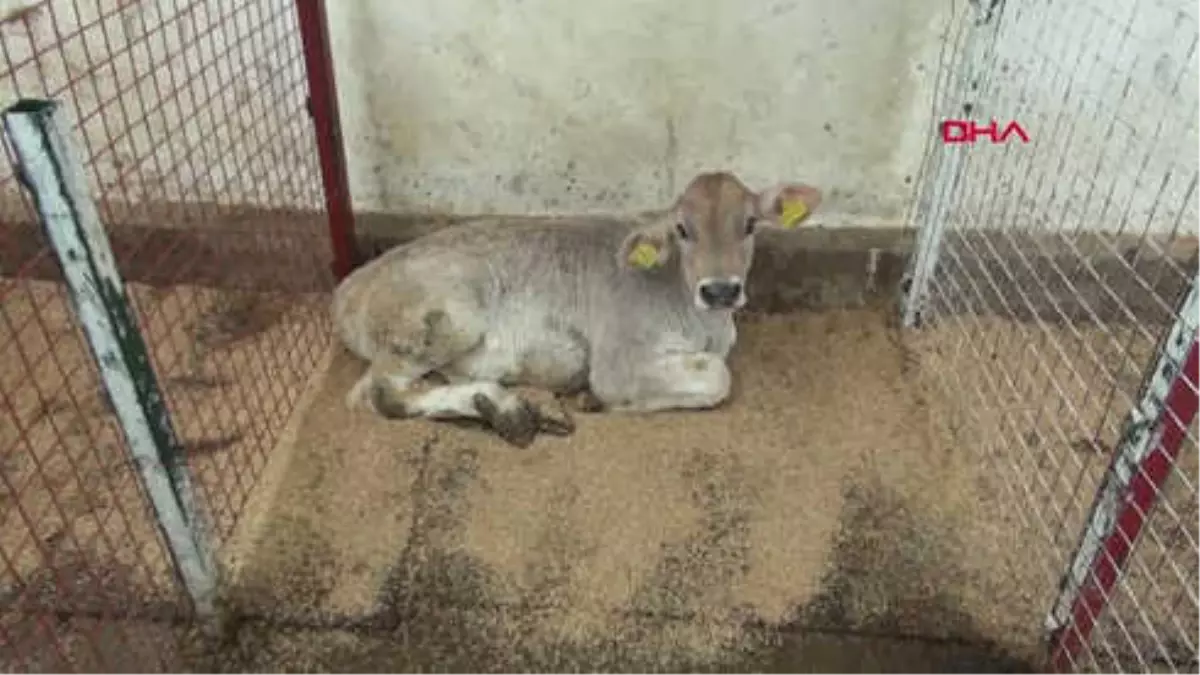 Samsun Buzağı Ölümlerini Önlemek İçin 'Buzağı Can Sütü' Projesi