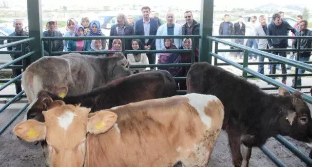 Tavşanlı'da 14 Genç Çiftçi 6'şar Adet Damızlık Düve