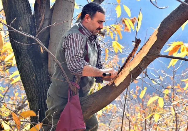 Kestane Üreticisine