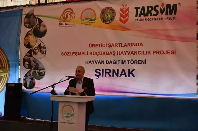 Erdoğan Talimatı Vermişti, 300 Koyun Projesine Şırnak'ta Start Verildi