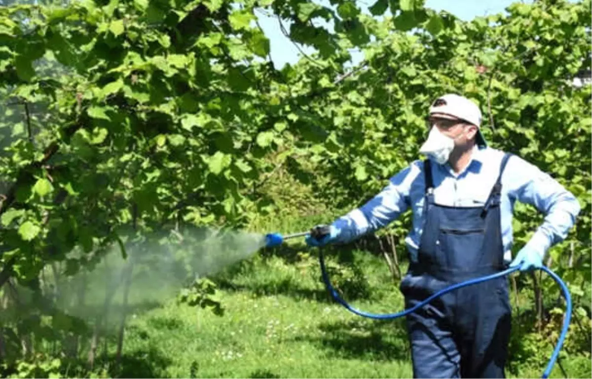 Fındıkta Kalite İçin Külleme ile Mücadele Ediliyor