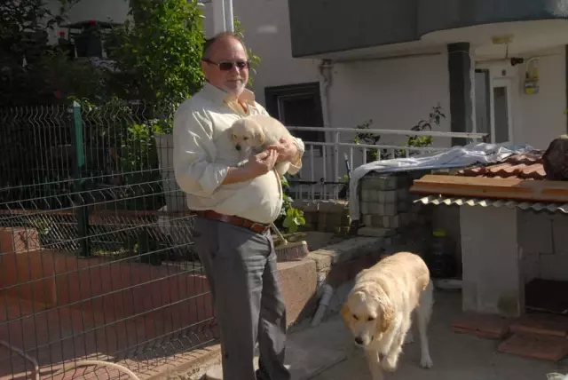Kocaeli'de Yavru Köpek Hırsızlığı Kamerada Kocaeli'de Yavru Köpek Hırsızlığı Kamerada