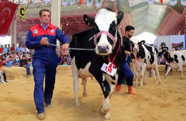 Burdur'da Damızlık İnek Yarışması