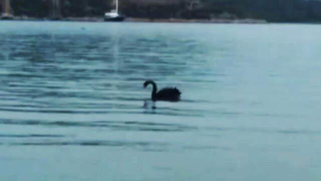 Denizde Görülen Siyah Kuğu Kayboldu