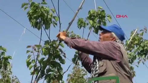 Hatay Reyhanlı'da Erkenci Kayısı Hasadı Başladı