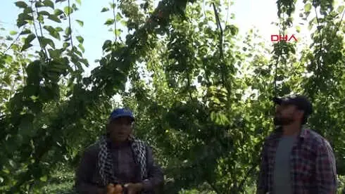 Hatay Reyhanlı'da Erkenci Kayısı Hasadı Başladı