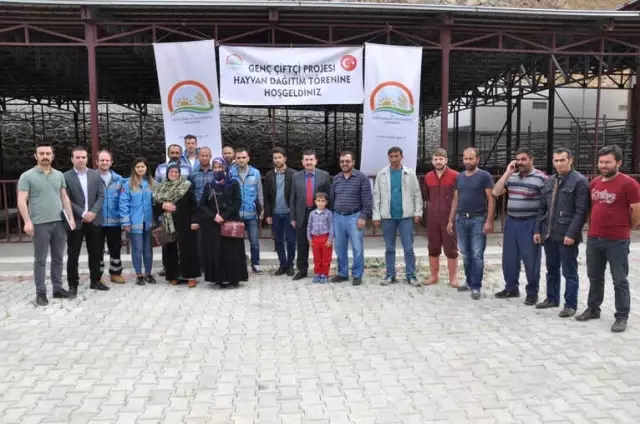 Gümüşhane'de Genç Çiftçilere 558 Büyükbaş Hayvan Dağıtıldı Gümüşhane'de Genç Çiftçilere 558 Büyükbaş Hayvan Dağıtıldı